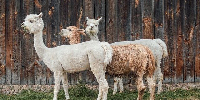 picknickkleden wollen plaids