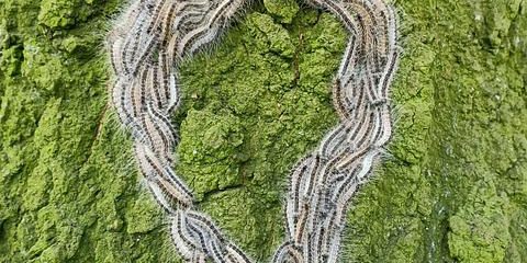 Eikenprocessierupsen