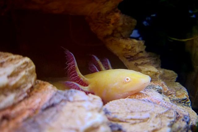 axolotl in een aquarium exotische dieren